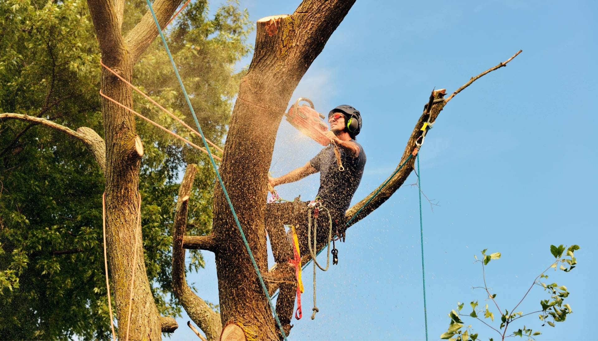 Hanover tree removal experts solve tree issues.