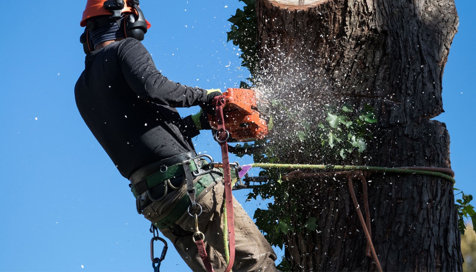 Professional Tree removal solutions in Hanover